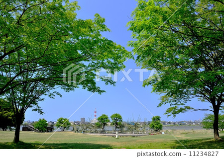 Fresh green in the park Fresh green in the park 11234827
