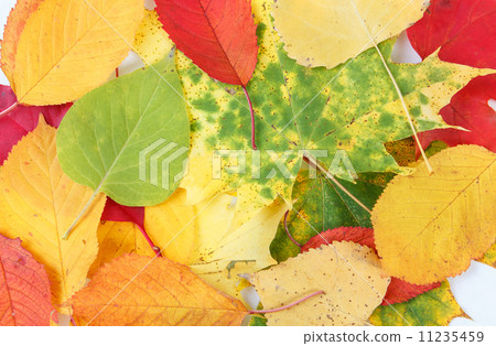 Color composition from autumn leaves 11235459