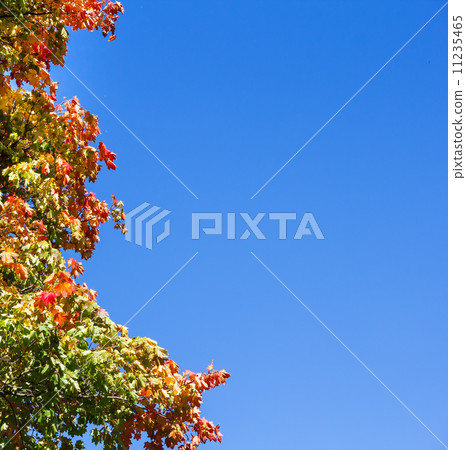 colorful autumn leaves on tree against blue sky 11235465