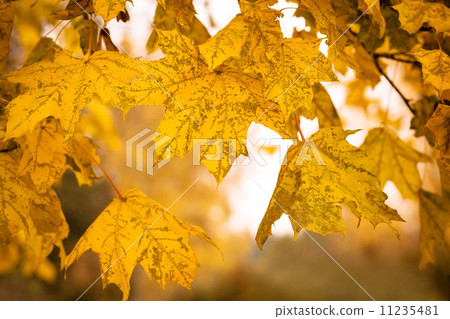 Autumn maple leaves with shallow focus background Autumn maple leaves with shallow focus background 11235481