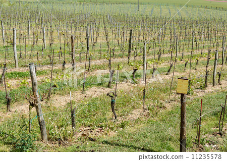 Spring Vineyard Spring Vineyard 11235578