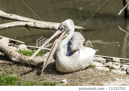 Bird portrait,white pelican, 11235702