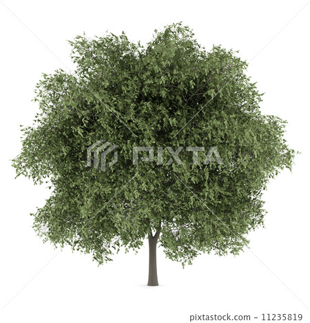english oak tree isolated on white background 11235819
