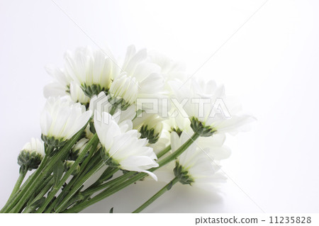 Bouquet of white chrysanthemum (from sideways) Bouquet of white chrysanthemum (from sideways) 11235828
