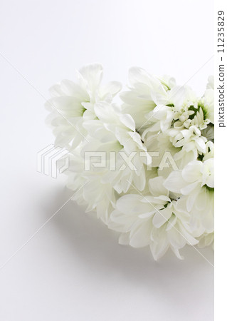 Bouquet of white chrysanthemum (from the side of the vertical part) Bouquet of white chrysanthemum (from the side of the vertical part) 11235829