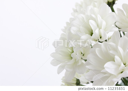 Bouquet of white chrysanthemums (from sideways part) Bouquet of white chrysanthemums (from sideways part) 11235831