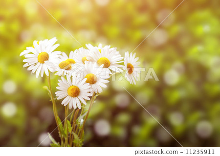 daisy flower with shallow focus 11235911