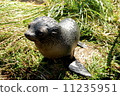 fur seal  11235951