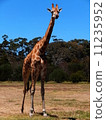 Giraffe  11235952