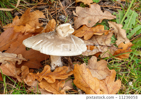 Edible autumn mushroom 11236058