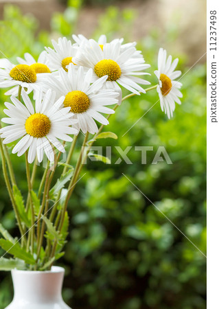 daisy flower in the vase with shallow focus 11237498