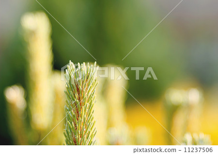 conifer with shallow focus for background 11237506