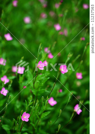 Flower of Akabana Yuge Jou Flower of Akabana Yuge Jou 11237563