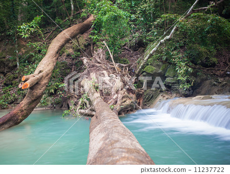 Tree falling down, across waterfall Tree falling down, across waterfall 11237722