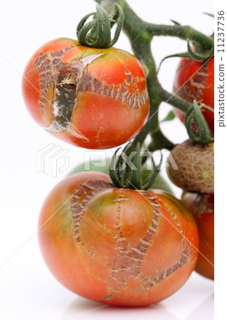Growing poor tomato 11237736