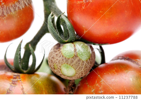 Sick tomato Sick tomato 11237788