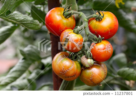 Sick tomato 11237801