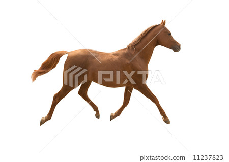 Arabian horse running Arabian horse running 11237823