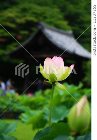 在Mimurotoji寺的蓮花 在Mimurotoji寺的蓮花 11237855