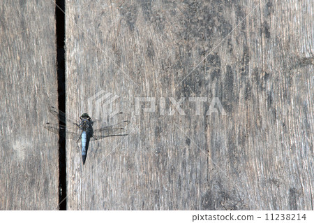 wooden table with dragonfly 11238214