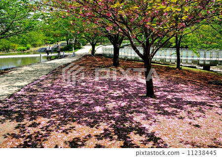 暮色櫻花散落 11238445