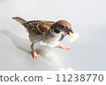Sparrow Sparrow 11238770