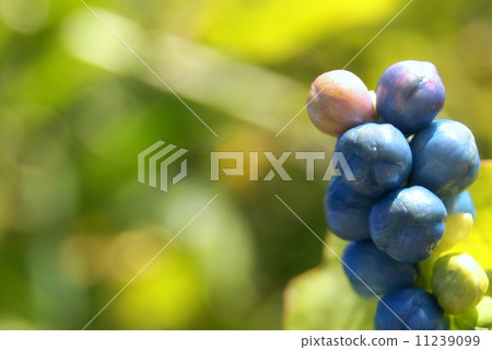 Ishikawa: stone skins Ishikawa: stone skins 11239099