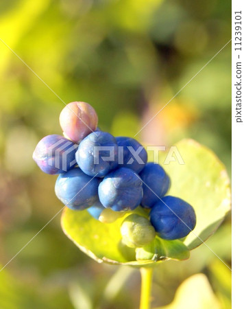 Ishikawa: stone skins Ishikawa: stone skins 11239101