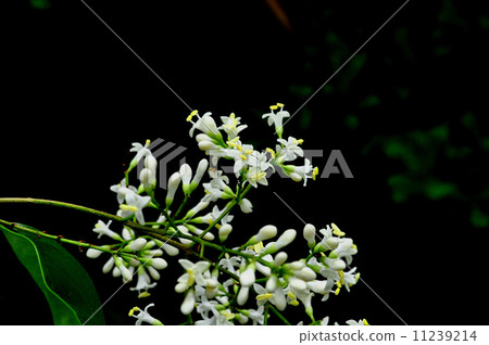 Mouse flower 11239214