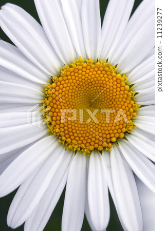 camomile camomile 11239277