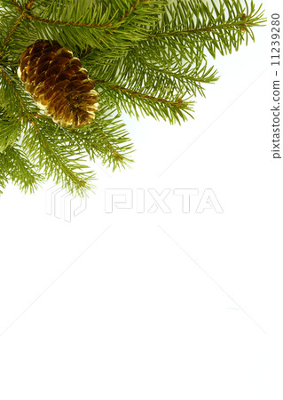 Fur-tree branch Fur-tree branch 11239280