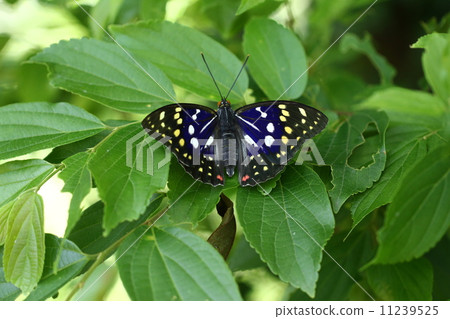 Oomura saki 11239525