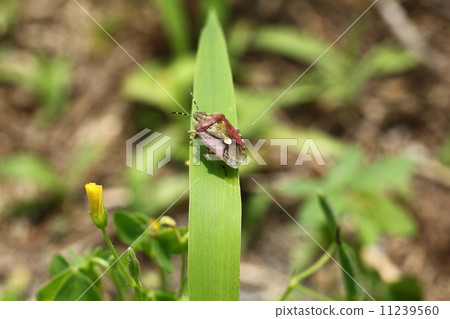 Bee whale bug 11239560