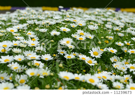 North pole North pole 11239673