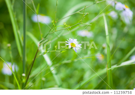 野菊花 11239758