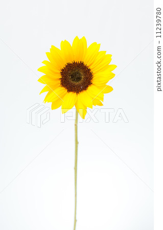 向日葵 向日葵 11239780