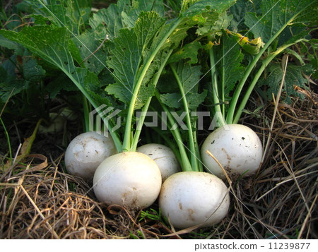 Harvest of a small turnip 11239877