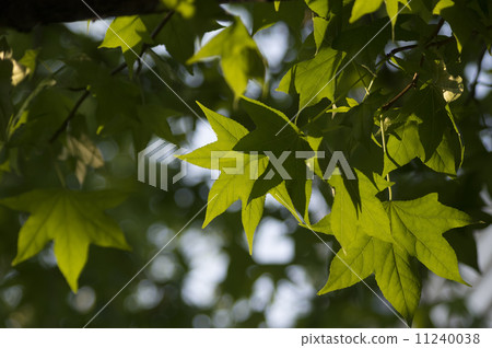 Momiji buffalo leaves 11240038