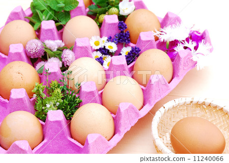 Egg Egg 11240066