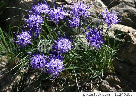 瑞士高山植物fithema Hemis Faericum 照片素材 圖片 圖庫