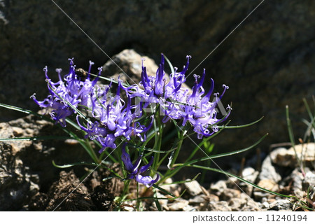 Swiss alpine plant Fithema · Hemis Faericum 11240194