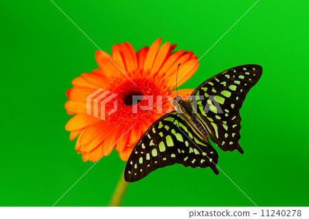 Graphium on orange gerber 11240278