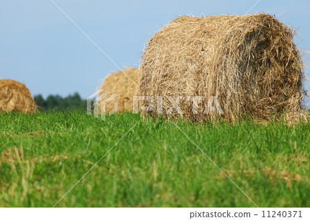 hay on field hay on field 11240371