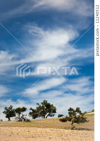 Trees at the top of a hill 11240512