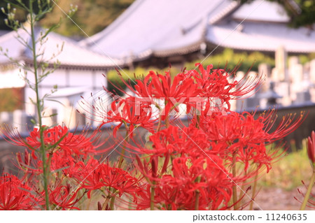 在Kujyoji（奈良）開花的群集孤挺花 11240635