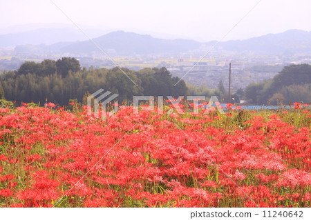 Yuzoji (Nara) Looking at the cluster amaryllis blooming around Yamatozan 11240642