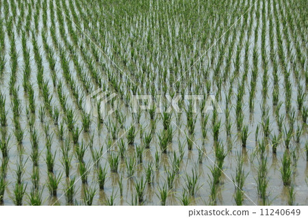 Rice Planting 4 11240649