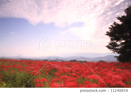 Yuzoji (Nara) Looking at the cluster amaryllis blooming around Yamatozan Yuzoji (Nara) Looking at the cluster amaryllis blooming around Yamatozan 11240659
