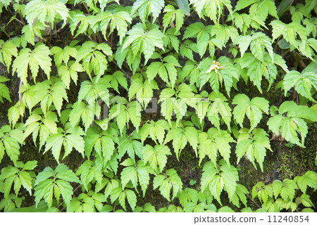 Leaf background - stock image 11240854