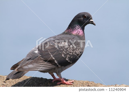 Take a pigeon on which up. 11240904